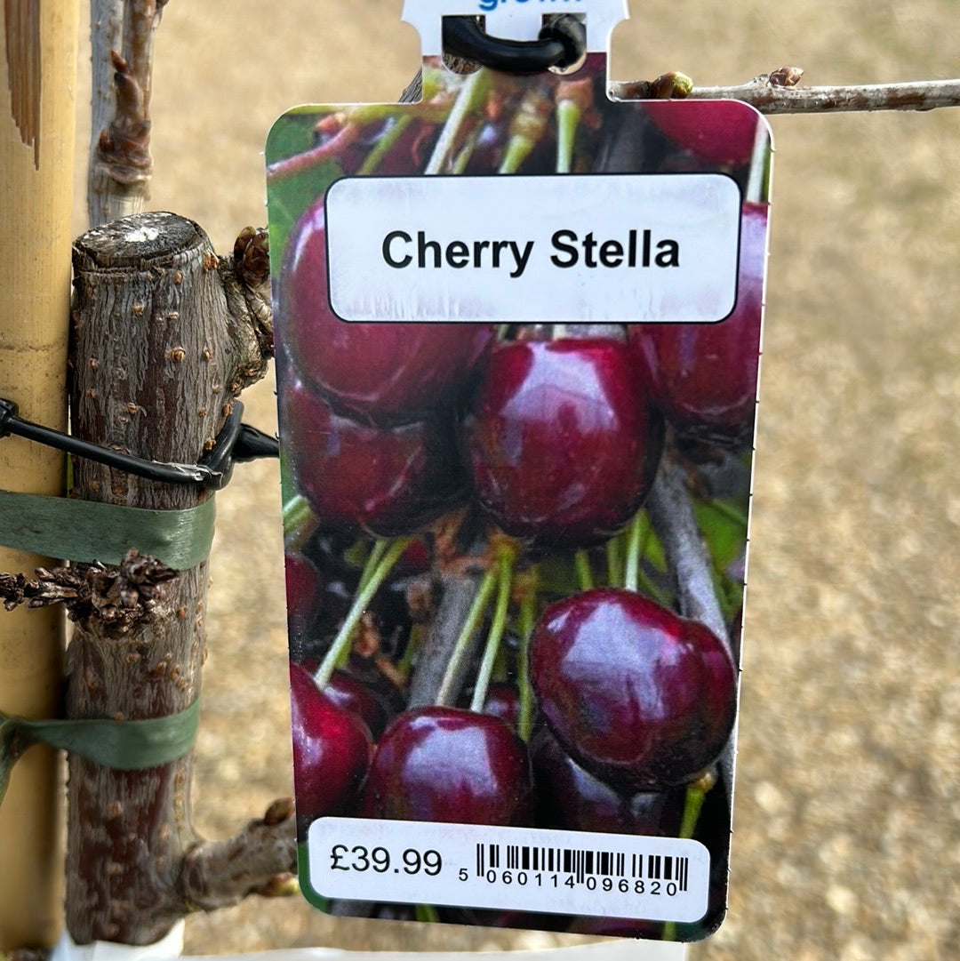 Cherry Stella
