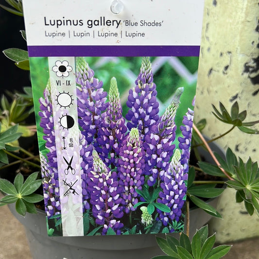 Lupin Gallery